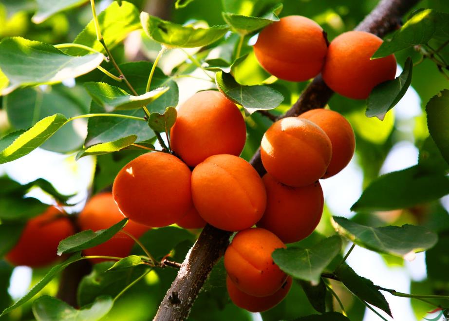 北方杏樹什么品種好？